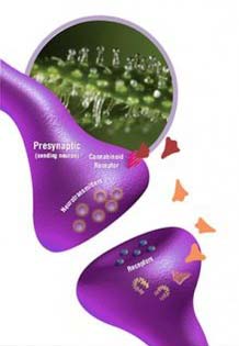 endogene-cannabinoide-systeem-ecs